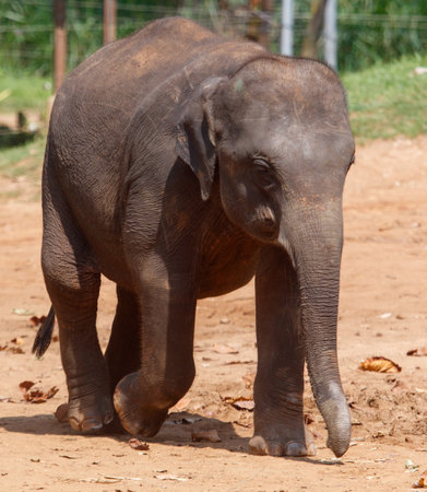 A baby elephant walking on a dirt path. The elephant is small and he is aloneの写真素材