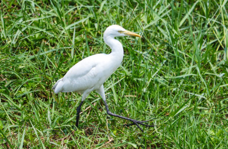 A white bird is walking through a field of grass. The bird is small and has a long neck. The grass is tall and green, and the bird is walking through itの写真素材