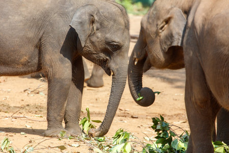 Two elephants eating leaves in a dirt field. One is eating more than the otherの写真素材