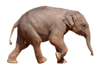 A baby elephant walking on a white background. The elephant is small and cute. Concept of innocence and curiosityの写真素材