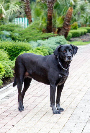 A black dog is standing on a brick walkway. The dog is wearing a chain collar. The dog is looking at the cameraの写真素材
