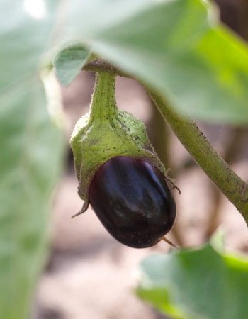 A black eggplant is hanging from a plant. The eggplant is surrounded by green leaves. The eggplant is ripe and ready to be eatenの写真素材