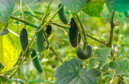 A cluster of green cucumbers hanging from a vine. Concept of freshness and abundanceの写真素材