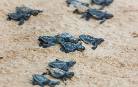 The turtles hatch from their eggs and crawl along the sand towards the ocean.の写真素材