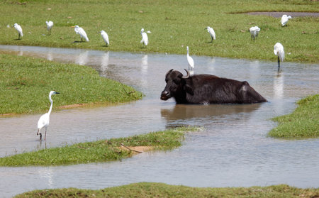 A black cow is laying in a river next to a group of birds. The scene is peaceful and serene, with the cow and birds coexisting in the same body of waterの写真素材