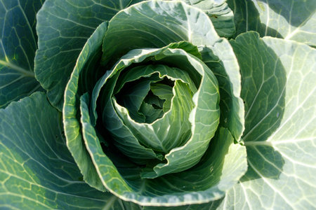 A close up of a head of green cabbage. The cabbage is large and has a round shapeの写真素材