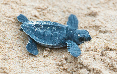 A turtle hatched from an egg crawls along the sand towards the ocean.の写真素材