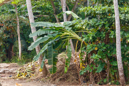 A large banana tree is leaning over a pile of leaves and branches. The tree is surrounded by other trees and plants, creating a lush, tropical atmosphereの写真素材