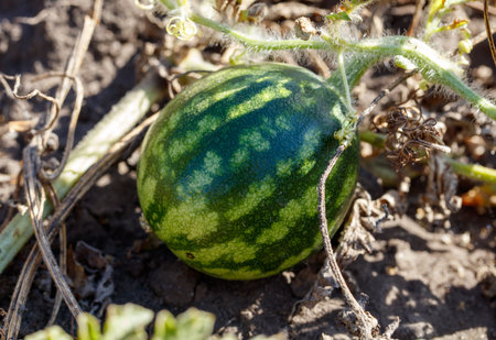 A small green watermelon is sitting on the ground. The watermelon is surrounded by dirt and weedsの写真素材