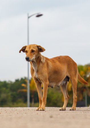 A dog is standing on a sidewalk in front of a street light. The dog is brown and he is looking at the cameraの写真素材