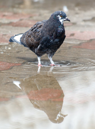 A pigeon is standing in a puddle of water. The reflection of the bird is visible in the waterの写真素材