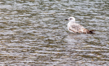 A seagull bird in the water.の写真素材