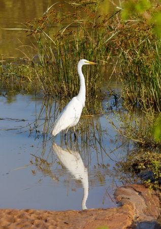 A white bird is standing in a pond with green plants. The bird is looking to the rightの写真素材