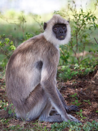 A monkey is sitting on the ground in a grassy area. The monkey has a black face and is looking at the cameraの写真素材