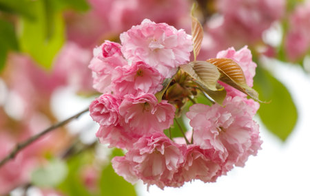 Pink sakura flowers in nature.の写真素材