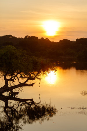 A tree is reflected in the water of a lake. The sun is setting in the background. The scene is peaceful and sereneの写真素材