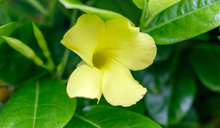 A yellow flower with a green stem. The flower is surrounded by green leaves. The flower is the main focus of the imageの写真素材
