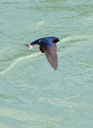 A swallow bird flies over the water. The bird is small and has a black tail. The water is calm and clean.の写真素材