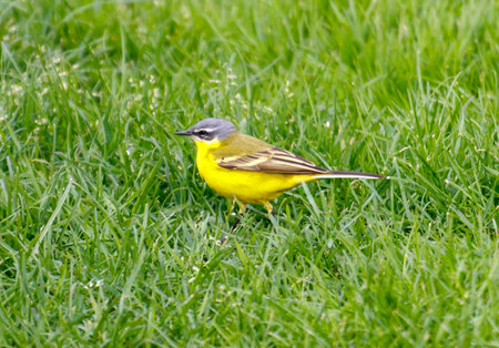 A yellow bird is walking through a field of grass. The bird is small and has a gray head. The grass is tall and green, and the bird is the only one in the sceneの写真素材