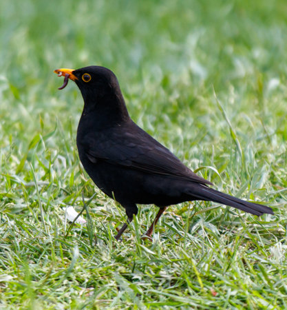 A black bird is standing on a patch of grass and eating a bug. The bird is small and has a black body with a yellow beak. The grass is green and the bird is surrounded by itの写真素材