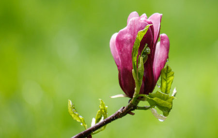 A pink flower is on a green stem. The flower is in full bloom and is surrounded by green leaves. Concept of beauty and freshness, as the pink flower stands out against the green backgroundの写真素材