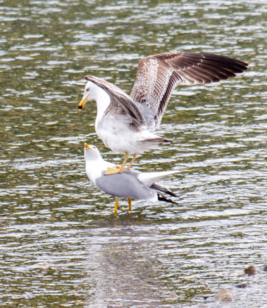 Two seagulls are standing on the water, one of them is on top of the other. The seagull on top is smaller and is trying to balance itself on the larger one. The scene is peaceful and sereneの写真素材