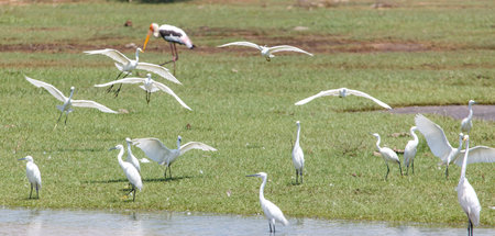 A flock of white birds are flying over a grassy field. The birds are in various positions, some are flying high in the sky, while others are closer to the ground. The scene is peaceful and sereneの写真素材