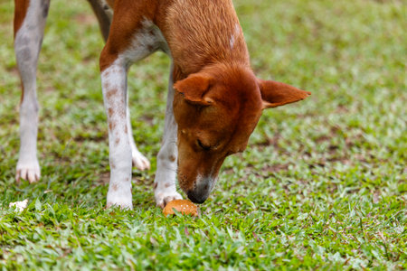 A brown and white dog is sniffing the ground and eating a piece of food. The dog appears to be enjoying its snack and is focused on the groundの写真素材