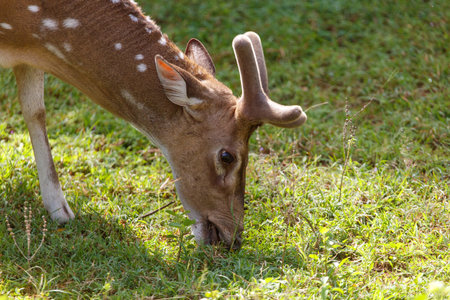A deer is eating grass in a field. Concept of calm and peacefulness, as the deer is focused on its meal and the grass is lush and greenの写真素材