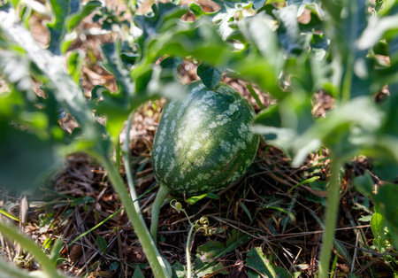 A small green melon is growing in a garden. The plant is surrounded by green leaves and the melon is partially hidden by the leavesの写真素材