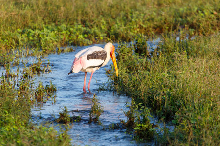 A bird is standing in a pond with green grass. The bird is a pelican. The pond is surrounded by tall grassの写真素材