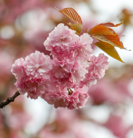 Pink flowers on a tree branch. The flowers are pink and the leaves are green. The flowers are blooming and the tree is in full bloomの写真素材