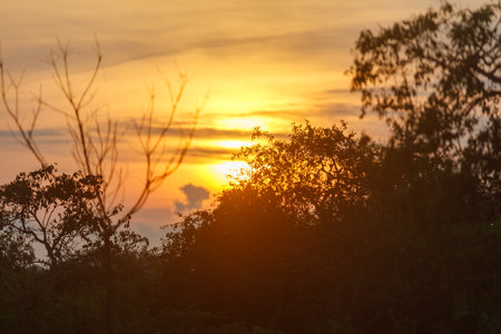 The sun is setting behind the trees, casting a warm glow over the forest. The sky is filled with clouds, creating a serene and peaceful atmosphereの写真素材