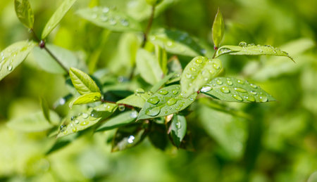A leaf with water droplets on it. The droplets are small and scattered, giving the leaf a fresh and lively appearanceの写真素材