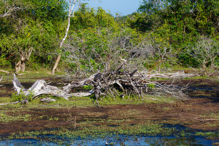 A large tree stump sits in a field with a body of water in the background. The scene is peaceful and serene, with the water reflecting the sky and the trees in the distanceの写真素材