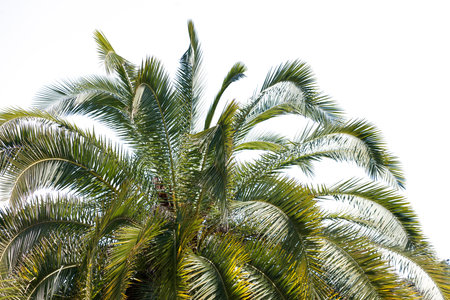 A palm tree with green leaves and a brown tip. The leaves are long and thin, and the tree is tallの写真素材