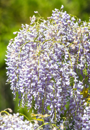 A beautiful purple tree with many flowers is in full bloom. The flowers are large and vibrant, covering the entire tree. The leaves are also purple, adding to the overall beauty of the treeの写真素材