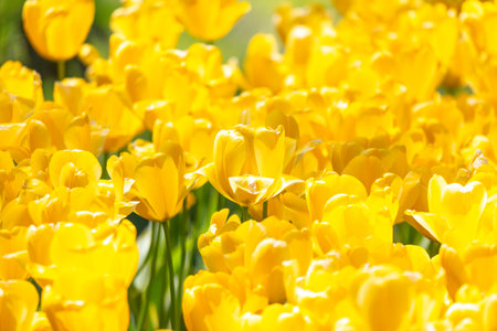 A field of yellow flowers with a bright, sunny atmosphere. The flowers are in full bloom and are scattered throughout the fieldの写真素材