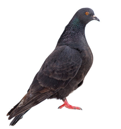 A black pigeon stands on a white background. The bird is looking to the right. The image has a calm and peaceful moodの写真素材