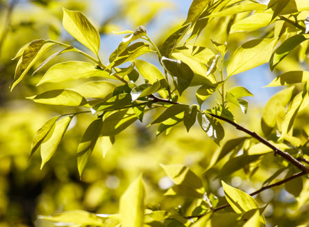 A tree with green leaves and a bright blue sky in the background. The leaves are full and healthy, and the sunlight is shining on them, creating a warm and inviting atmosphereの写真素材