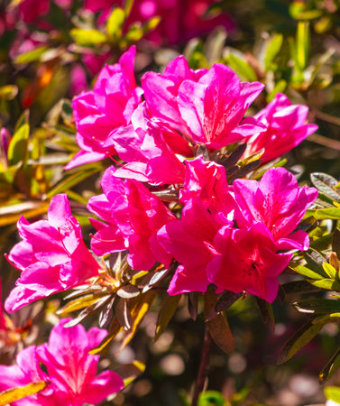 A bunch of pink flowers with green leaves. The flowers are in full bloom and are very prettyの写真素材