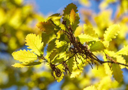 A tree branch with leaves that are yellow and brown. The branch is in the sunの写真素材