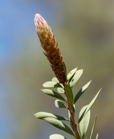 A leaf with a bud on it. The bud is green and the leaf is greenの写真素材