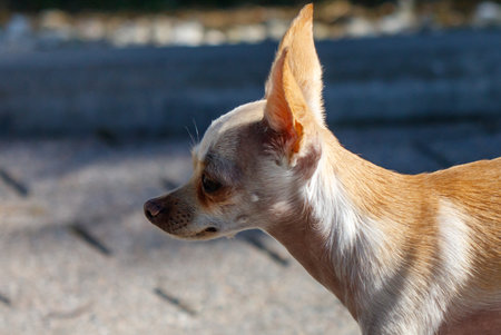 A small dog with a brown and white coat is looking at the camera. The dog has a cute and curious expression on its faceの写真素材