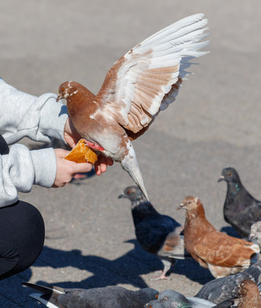 A person is feeding pigeons on the ground. The birds are eating bread crumbs. There are several birds in the scene, including one that is eating a piece of breadの写真素材