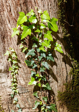 A tree with ivy growing on it. The ivy is green and is growing on the tree trunkの写真素材