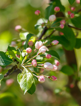 A tree branch with pink flowers on it. The flowers are small and clustered together. The branch is green and has a few leavesの写真素材