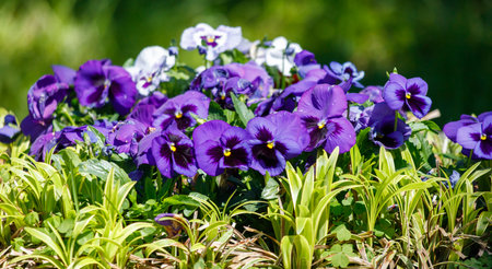 A bunch of purple flowers with green leaves. The flowers are in a gardenの写真素材