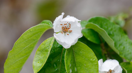 A white flower with green leaves is covered in raindrops. The flower is surrounded by a few leaves, and the raindrops are falling on the leaves and the flowerの写真素材