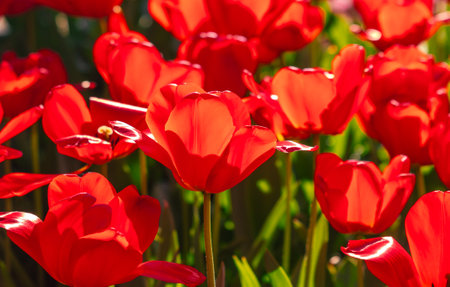 A bunch of red flowers are in a field. The flowers are in full bloom and are very brightの写真素材
